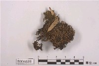 藏品(球粉衣屬 )的圖片